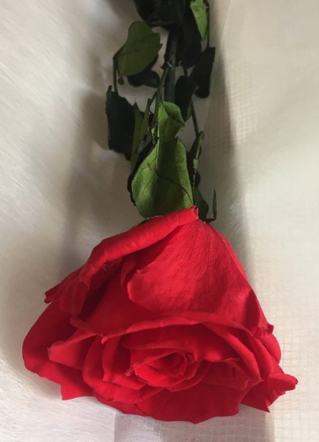 Long lasting preserved roses in Perth