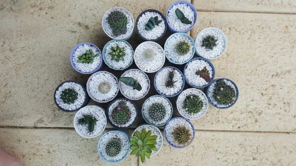 small succulent pots