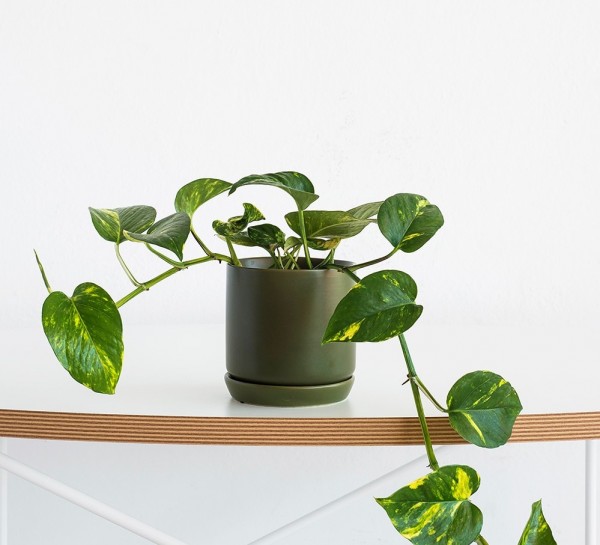 popular greenery plant - devil's ivy potted into a trendy avocado planter