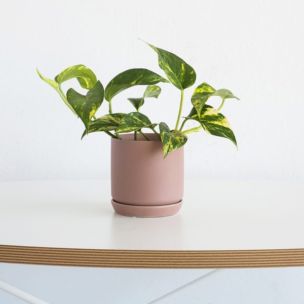 popular greenery plant - devil's ivy potted into a trendy dusty rose planter