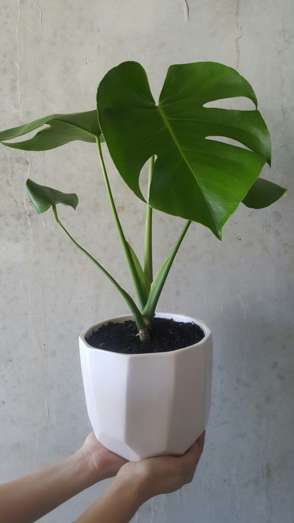 Buy our Indoor plants online - beautiful greenery for the home or office 