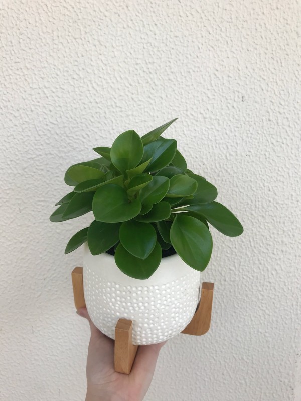 Potted Peperomia - a great indoor plant gift