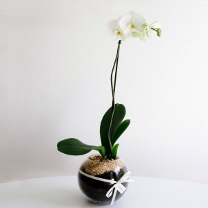 potted phalaenopsis orchid