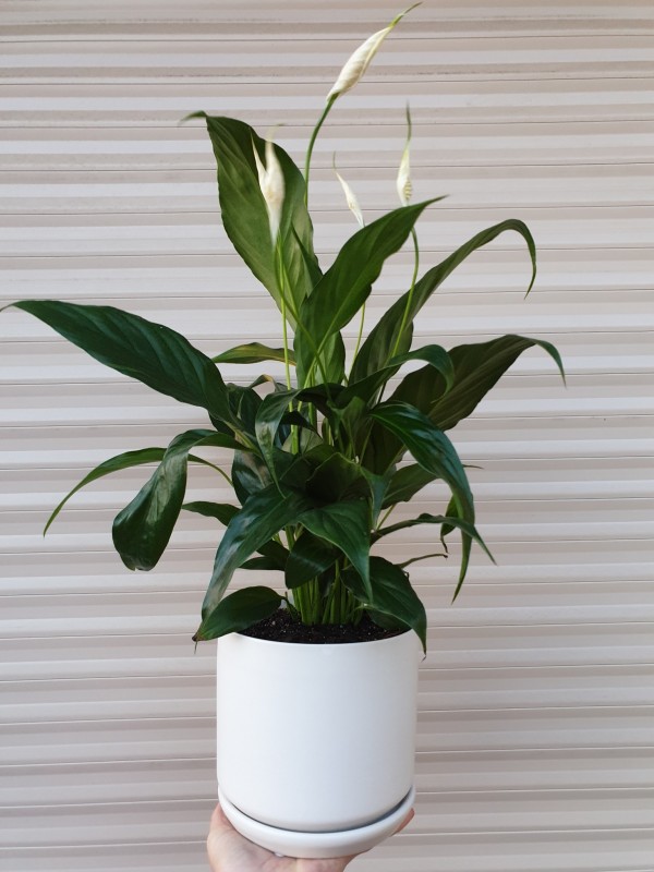 potted peace lily
