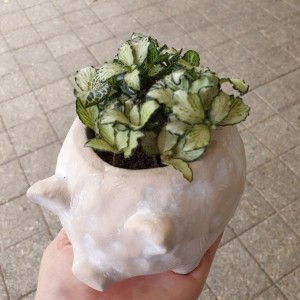 Pig planter with fittonia