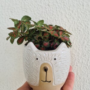 Bear Planter with Fittonia