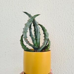 Mini Oslo Planter with Cactus